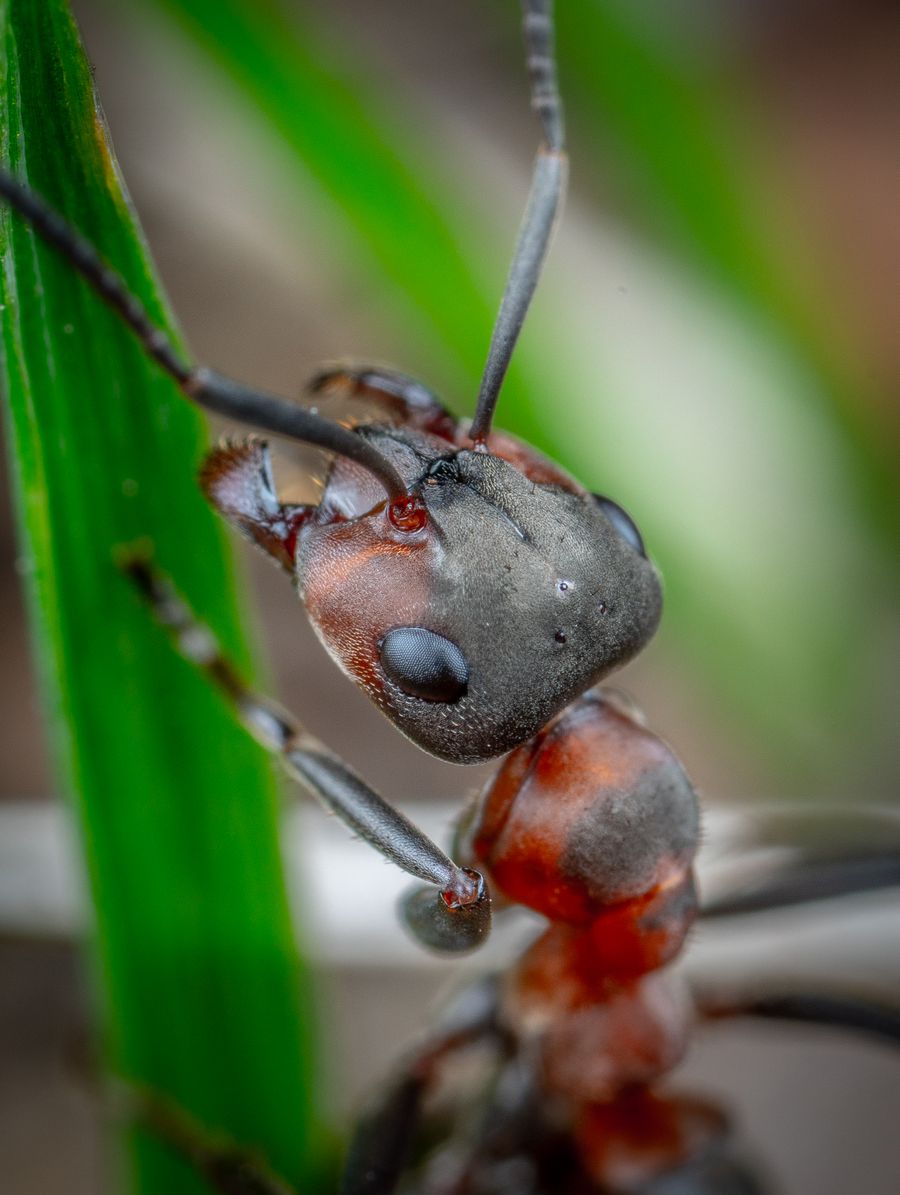 Ant on a green leaf