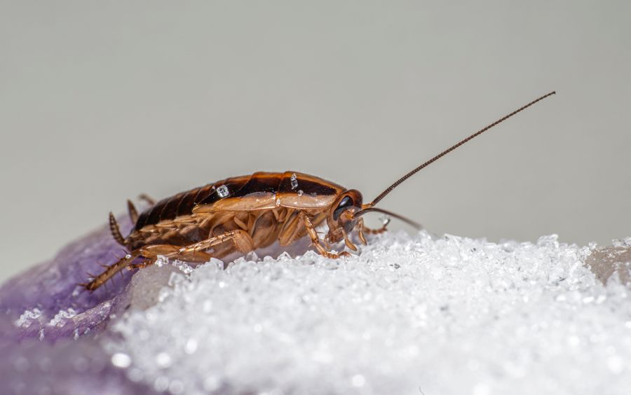 German cockroach close up