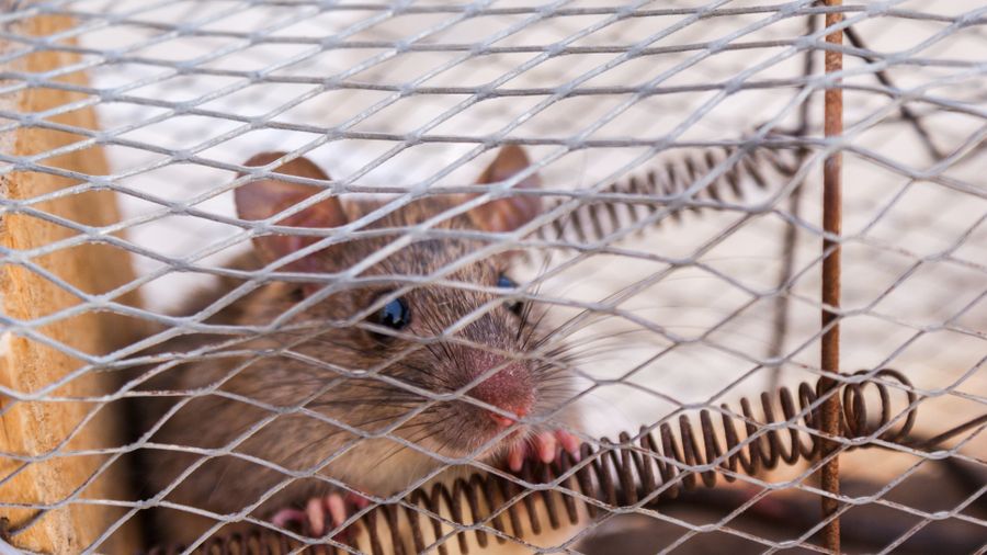 Rat caught in a trap