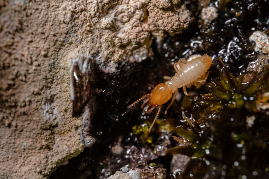 Termite on wood
