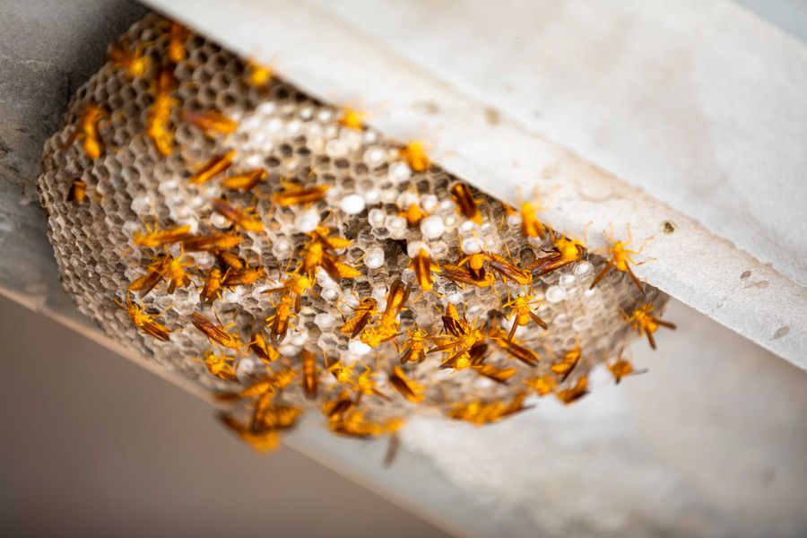 Wasp nest under a roof edge